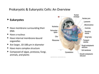 Prokaryotic & Eukaryotic Cells: An Overview 
 Eukaryotes 
 Have membrane surrounding their 
DNA 
 Have a nucleus 
 Have internal membrane-bound 
organelles 
 Are larger, 10-100 μm in diameter 
 Have more complex structure 
 Composed of algae, protozoa, fungi, 
animals, and plants 
 