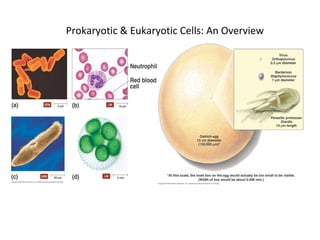 Prokaryotic & Eukaryotic Cells: An Overview 
[INSERT FIGURE 3.1] 
 