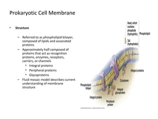 Prokaryotic Cell Membrane 
• Structure 
– Referred to as phospholipid bilayer; 
composed of lipids and associated 
proteins 
– Approximately half composed of 
proteins that act as recognition 
proteins, enzymes, receptors, 
carriers, or channels 
• Integral proteins 
• Peripheral proteins 
• Glycoproteins 
– Fluid mosaic model describes current 
understanding of membrane 
structure 
 