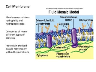 Cell Membrane 
Membranes contain a 
hydrophilic and 
hydrophobic side 
Composed of many 
different types of 
proteins 
Proteins in the lipid 
bilayer move freely 
within the membrane 
 