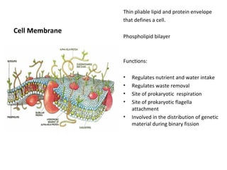 Cell Membrane 
Thin pliable lipid and protein envelope 
that defines a cell. 
Phospholipid bilayer 
Functions: 
• Regulates nutrient and water intake 
• Regulates waste removal 
• Site of prokaryotic respiration 
• Site of prokaryotic flagella 
attachment 
• Involved in the distribution of genetic 
material during binary fission 
 