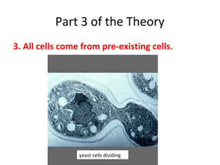 Part 3 of the Theory 
3. All cells come from pre-existing cells. 
yeast cells dividing 
 