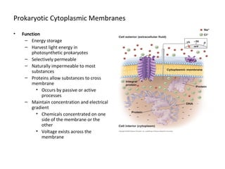 Prokaryotic Cytoplasmic Membranes 
• Function 
– Energy storage 
– Harvest light energy in 
photosynthetic prokaryotes 
– Selectively permeable 
– Naturally impermeable to most 
substances 
– Proteins allow substances to cross 
membrane 
• Occurs by passive or active 
processes 
– Maintain concentration and electrical 
gradient 
• Chemicals concentrated on one 
side of the membrane or the 
other 
• Voltage exists across the 
membrane 
 