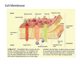 Cell Membrane 
 