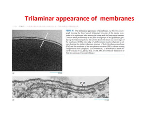 Trilaminar appearance of membranes 
 