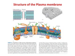 Structure of the Plasma membrane 
 