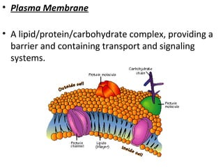 • Plasma Membrane 
• A lipid/protein/carbohydrate complex, providing a 
barrier and containing transport and signaling 
systems. 
 
