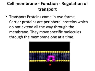 Cell membrane - Function - Regulation of 
transport 
• Transport Proteins come in two forms: 
Carrier proteins are peripheral proteins which 
do not extend all the way through the 
membrane. They move specific molecules 
through the membrane one at a time. 
 
