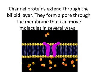 Channel proteins extend through the 
bilipid layer. They form a pore through 
the membrane that can move 
molecules in several ways. 
 