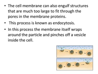 • The cell membrane can also engulf structures 
that are much too large to fit through the 
pores in the membrane proteins. 
• This process is known as endocytosis. 
• In this process the membrane itself wraps 
around the particle and pinches off a vesicle 
inside the cell. 
 