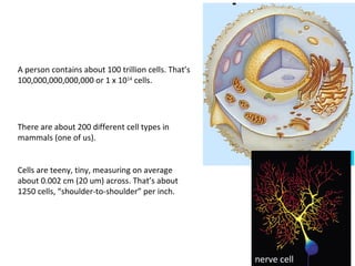 Cells are Us 
A person contains about 100 trillion cells. That’s 
100,000,000,000,000 or 1 x 1014 cells. 
There are about 200 different cell types in 
mammals (one of us). 
Cells are teeny, tiny, measuring on average 
about 0.002 cm (20 um) across. That’s about 
1250 cells, “shoulder-to-shoulder” per inch. 
nerve cell 
 