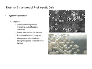 External Structures of Prokaryotic Cells 
• Types of Glycocalyces 
– Capsule 
• Composed of organized 
repeating units of organic 
chemicals 
• Firmly attached to cell surface 
• Protects cells from drying out 
• May prevent bacteria from 
being recognized and destroyed 
by host 
 