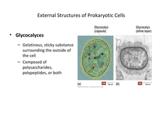 External Structures of Prokaryotic Cells 
• Glycocalyces 
– Gelatinous, sticky substance 
surrounding the outside of 
the cell 
– Composed of 
polysaccharides, 
polypeptides, or both 
 