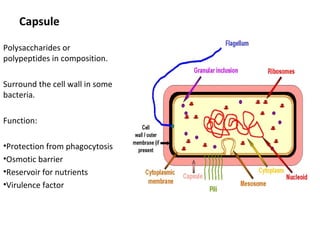 Capsule 
Polysaccharides or 
polypeptides in composition. 
Surround the cell wall in some 
bacteria. 
Function: 
•Protection from phagocytosis 
•Osmotic barrier 
•Reservoir for nutrients 
•Virulence factor 
 
