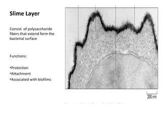 Slime Layer 
Consist of polysaccharide 
fibers that extend form the 
bacterial surface 
Functions: 
•Protection 
•Attachment 
•Associated with biofilms 
 