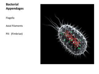 Bacterial 
Appendages 
Flagella 
Axial Filaments 
Pili (Fimbriae) 
 