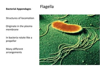 Bacterial Appendages Flagella 
Structures of locomotion 
Originate in the plasma 
membrane 
In bacteria rotate like a 
propellar 
Many different 
arrangements 
 