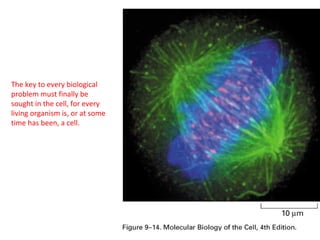 Why Study Cell 
Biology? 
The key to every biological 
problem must finally be 
sought in the cell, for every 
living organism is, or at some 
time has been, a cell. 
 