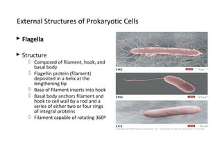 External Structures of Prokaryotic Cells 
 Flagella 
 Structure 
 Composed of filament, hook, and 
basal body 
 Flagellin protein (filament) 
deposited in a helix at the 
lengthening tip 
 Base of filament inserts into hook 
 Basal body anchors filament and 
hook to cell wall by a rod and a 
series of either two or four rings 
of integral proteins 
 Filament capable of rotating 360º 
 