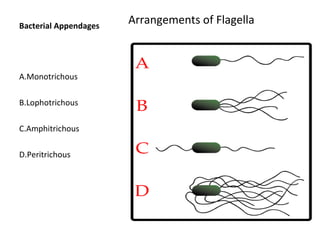 Bacterial Appendages Arrangements of Flagella 
A.Monotrichous 
B.Lophotrichous 
C.Amphitrichous 
D.Peritrichous 
 
