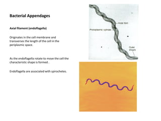 Bacterial Appendages 
Axial filament (endoflagella) 
Originates in the cell membrane and 
transverses the length of the cell in the 
periplasmic space. 
As the endoflagella rotate to move the cell the 
characteristic shape is formed . 
Endoflagella are associated with spirochetes. 
 