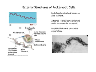 External Structures of Prokaryotic Cells 
Endoflagellum is also know as an 
axial filament. 
Attached to the plasma embrane 
and transverses the entire cell. 
Responsible for the spirochete 
morphology. 
 