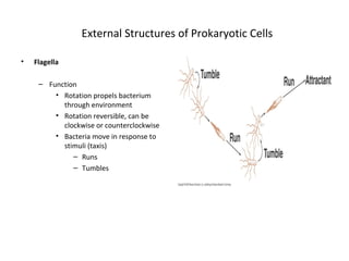 External Structures of Prokaryotic Cells 
• Flagella 
– Function 
• Rotation propels bacterium 
through environment 
• Rotation reversible, can be 
clockwise or counterclockwise 
• Bacteria move in response to 
stimuli (taxis) 
– Runs 
– Tumbles 
 