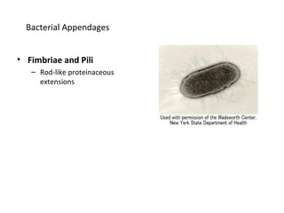 Bacterial Appendages 
• Fimbriae and Pili 
– Rod-like proteinaceous 
extensions 
 
