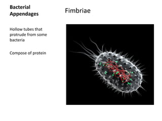Bacterial 
Appendages Fimbriae 
Hollow tubes that 
protrude from some 
bacteria 
Compose of protein 
 