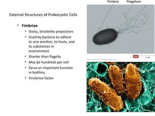 External Structures of Prokaryotic Cells 
• Fimbriae 
• Sticky, bristlelike projections 
• Used by bacteria to adhere 
to one another, to hosts, and 
to substances in 
environment 
• Shorter than flagella 
• May be hundreds per cell 
• Serve an important function 
in biofilms 
• Virulence factor 
 