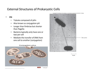 External Structures of Prokaryotic Cells 
• Pili 
– Tubules composed of pilin 
– Also known as conjugation pili 
– Longer than fimbriae but shorter 
than flagella 
– Bacteria typically only have one or 
two per cell 
– Mediate the transfer of DNA from 
one cell to another (conjugation) 
 