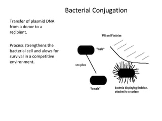 Bacterial Conjugation 
Transfer of plasmid DNA 
from a donor to a 
recipient. 
Process strengthens the 
bacterial cell and alows for 
survival in a competitive 
environment. 
 