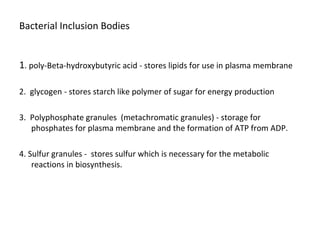 Bacterial Inclusion Bodies 
1. poly-Beta-hydroxybutyric acid - stores lipids for use in plasma membrane 
2. glycogen - stores starch like polymer of sugar for energy production 
3. Polyphosphate granules (metachromatic granules) - storage for 
phosphates for plasma membrane and the formation of ATP from ADP. 
4. Sulfur granules - stores sulfur which is necessary for the metabolic 
reactions in biosynthesis. 
 