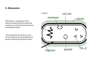5. Mesosome 
Mesosomes - invagination of the 
plasma membrane that increases the 
surfaces area of the plasma membrane 
during binary fission. 
The mesosome also serves as a site 
for the attachment and distribution of 
genetic material during binary fission. 
 