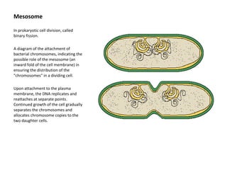 Mesosome 
In prokaryotic cell division, called 
binary fission. 
A diagram of the attachment of 
bacterial chromosomes, indicating the 
possible role of the mesosome (an 
inward fold of the cell membrane) in 
ensuring the distribution of the 
"chromosomes" in a dividing cell. 
Upon attachment to the plasma 
membrane, the DNA replicates and 
reattaches at separate points. 
Continued growth of the cell gradually 
separates the chromosomes and 
allocates chromosome copies to the 
two daughter cells. 
 