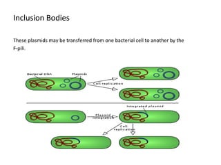 Inclusion Bodies 
These plasmids may be transferred from one bacterial cell to another by the 
F-pili. 
 