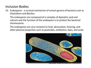 Inclusion Bodies 
10. Endospores - a survival mechanism of certain genera of bacteria such as 
Clostridium and Bacillus. 
The endospores are composed of a complex of dipicolinc acid and 
calcium and the function of the endospore is to protect the bacterial 
chromosome. 
The endospores are very resistant to heat, desiccation, freezing, and 
other physical properties such as pesticides, antibiotics, dyes, and acids. 
 