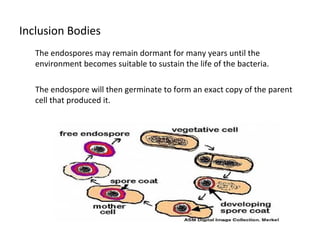 Inclusion Bodies 
The endospores may remain dormant for many years until the 
environment becomes suitable to sustain the life of the bacteria. 
The endospore will then germinate to form an exact copy of the parent 
cell that produced it. 
 