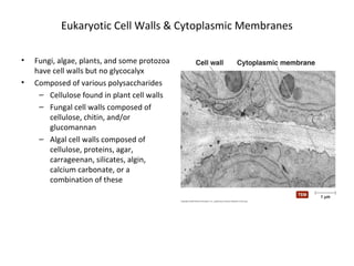 Eukaryotic Cell Walls & Cytoplasmic Membranes 
• Fungi, algae, plants, and some protozoa 
have cell walls but no glycocalyx 
• Composed of various polysaccharides 
– Cellulose found in plant cell walls 
– Fungal cell walls composed of 
cellulose, chitin, and/or 
glucomannan 
– Algal cell walls composed of 
cellulose, proteins, agar, 
carrageenan, silicates, algin, 
calcium carbonate, or a 
combination of these 
 