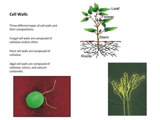 Cell Walls 
Three different types of cell walls and 
their compositions: 
Fungal cell walls are composed of 
cellulose and/or chitin. 
Plant cell walls are composed of 
cellulose. 
Algal cell walls are composed of 
cellulose, silicon, and calcium 
carbonate. 
 
