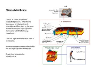 Plasma Membrane 
Consist of a lipid bilayer and 
associated proteins. The Plasma 
Membrane of Eukaryotic cells 
resembles and functions in the same 
manner as the prokaryotic plasma 
membrane with the following 
exceptions; 
Contains high levels of sterols such as 
cholesterol. 
No respiratory enzymes are located in 
the eukaryotic plasma membrane. 
Respiration occurs in the 
mitochondria. 
 