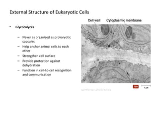 External Structure of Eukaryotic Cells 
• Glycocalyces 
– Never as organized as prokaryotic 
capsules 
– Help anchor animal cells to each 
other 
– Strengthen cell surface 
– Provide protection against 
dehydration 
– Function in cell-to-cell recognition 
and communication 
 