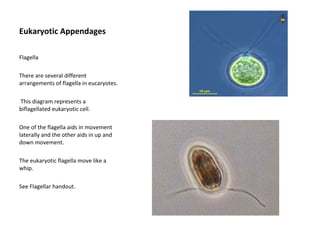 Eukaryotic Appendages 
Flagella 
There are several different 
arrangements of flagella in eucaryotes. 
This diagram represents a 
biflagellated eukaryotic cell. 
One of the flagella aids in movement 
laterally and the other aids in up and 
down movement. 
The eukaryotic flagella move like a 
whip. 
See Flagellar handout. 
 