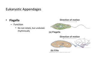 Eukaryotic Appendages 
• Flagella 
– Function 
• Do not rotate, but undulate 
rhythmically 
 