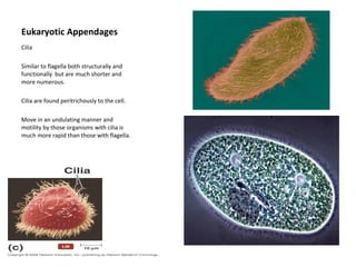 Eukaryotic Appendages 
Cilia 
Similar to flagella both structurally and 
functionally but are much shorter and 
more numerous. 
Cilia are found peritrichously to the cell. 
Move in an undulating manner and 
motility by those organisms with cilia is 
much more rapid than those with flagella. 
 
