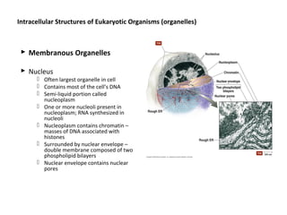 Intracellular Structures of Eukaryotic Organisms (organelles) 
 Membranous Organelles 
 Nucleus 
 Often largest organelle in cell 
 Contains most of the cell’s DNA 
 Semi-liquid portion called 
nucleoplasm 
 One or more nucleoli present in 
nucleoplasm; RNA synthesized in 
nucleoli 
 Nucleoplasm contains chromatin – 
masses of DNA associated with 
histones 
 Surrounded by nuclear envelope – 
double membrane composed of two 
phospholipid bilayers 
 Nuclear envelope contains nuclear 
pores 
 