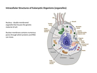 Intracellular Structures of Eukaryotic Organisms (organelles) 
Nucleus - double membraned 
organelle that houses the genetic 
material of cell. 
Nuclear membrane contains numerous 
pores through which proteins and RNA 
can move. 
 