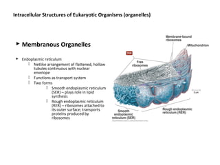 Intracellular Structures of Eukaryotic Organisms (organelles) 
 Membranous Organelles 
 Endoplasmic reticulum 
 Netlike arrangement of flattened, hollow 
tubules continuous with nuclear 
envelope 
 Functions as transport system 
 Two forms 
 Smooth endoplasmic reticulum 
(SER) – plays role in lipid 
synthesis 
 Rough endoplasmic reticulum 
(RER) – ribosomes attached to 
its outer surface; transports 
proteins produced by 
ribosomes 
 