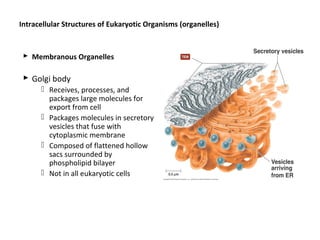 Intracellular Structures of Eukaryotic Organisms (organelles) 
 Membranous Organelles 
 Golgi body 
 Receives, processes, and 
packages large molecules for 
export from cell 
 Packages molecules in secretory 
vesicles that fuse with 
cytoplasmic membrane 
 Composed of flattened hollow 
sacs surrounded by 
phospholipid bilayer 
 Not in all eukaryotic cells 
 
