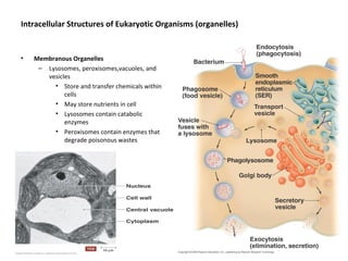 Intracellular Structures of Eukaryotic Organisms (organelles) 
• Membranous Organelles 
– Lysosomes, peroxisomes,vacuoles, and 
vesicles 
• Store and transfer chemicals within 
cells 
• May store nutrients in cell 
• Lysosomes contain catabolic 
enzymes 
• Peroxisomes contain enzymes that 
degrade poisonous wastes 
 